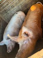 Varkens, Vrouwelijk, Varken, 0 tot 2 jaar