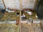 Vleeskonijnen te koop, Meerdere dieren, Groot, 0 tot 2 jaar