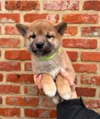 Lieve, speelse Shiba-Inu pups, Dieren en Toebehoren, België, Overige rassen, 8 tot 15 weken, Meerdere