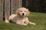 Prachtige Golden retriever pups met stamboom, Dieren en Toebehoren, België, 8 tot 15 weken, Meerdere, Meerdere dieren