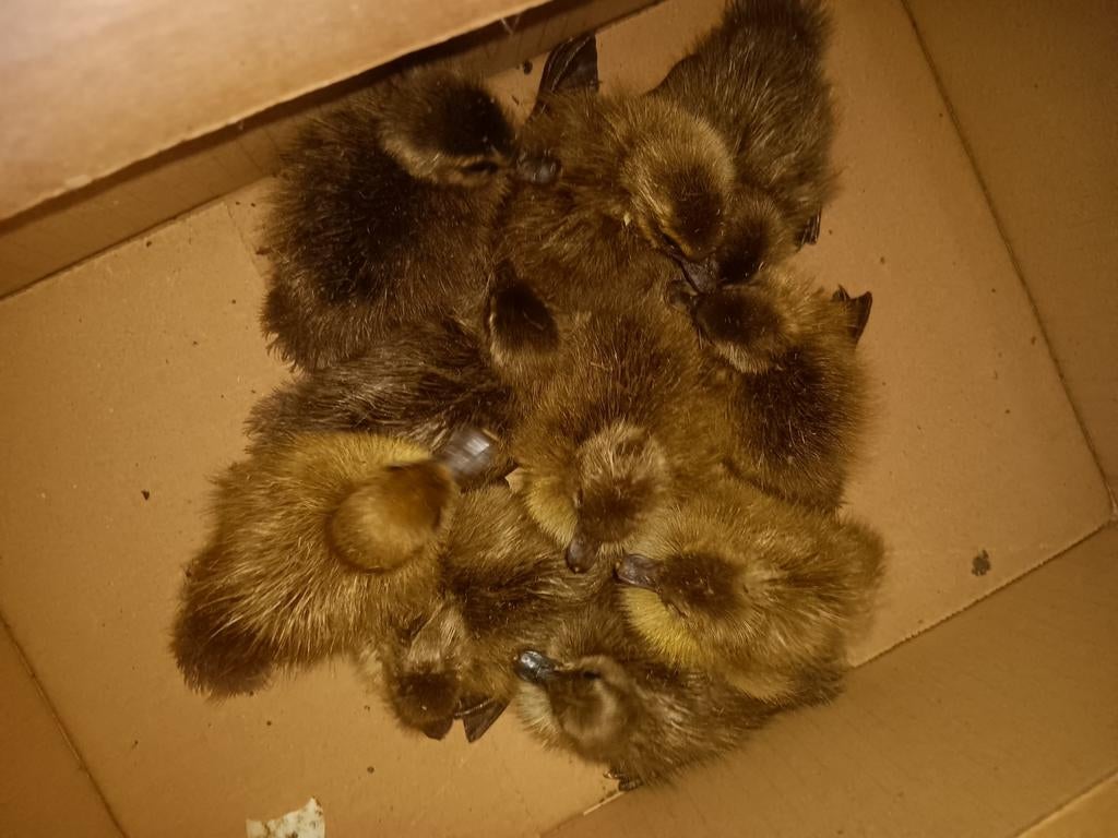 Khaki campbell kuikens of broedeieren, Dieren en Toebehoren, Pluimvee