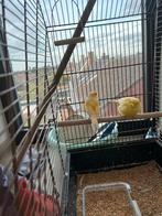 Kanaries, Animaux & Accessoires, Oiseaux | Canaris