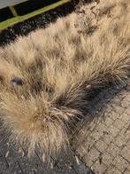 Siergras 'pennisetum Hameln', Enlèvement