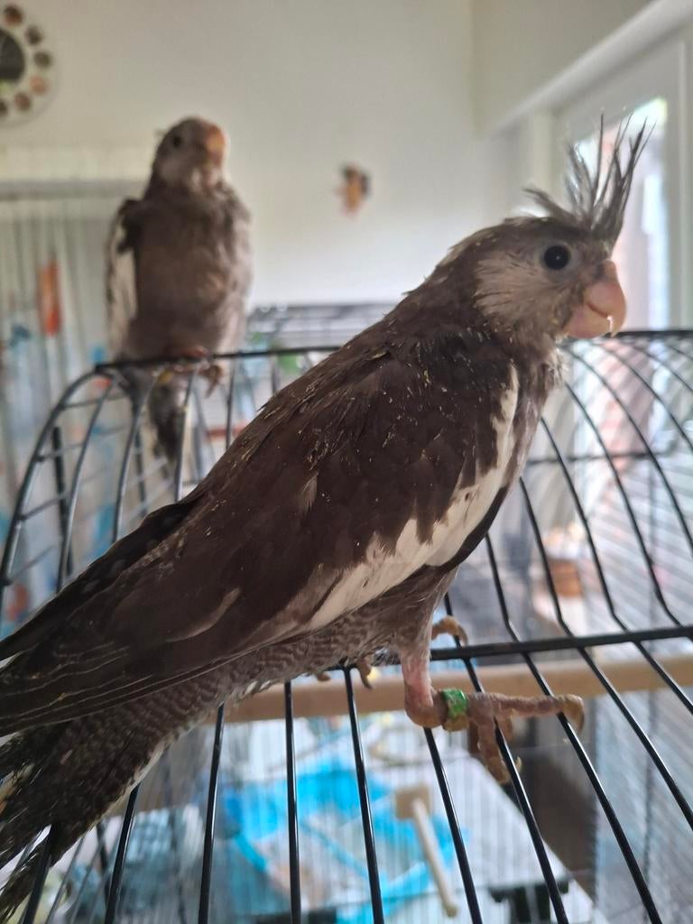 Mooie  valkparkiet ze worden zeer Tam, Tam