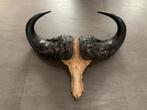 Crane de buffle, Collections, Collections Animaux, Enlèvement, Comme neuf, Crâne