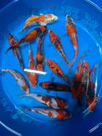 Goshiki Aoki tosai, Carpe ou Koï