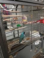 Vogeltjes, Dieren en Toebehoren