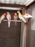 Parkieten, Dieren en Toebehoren
