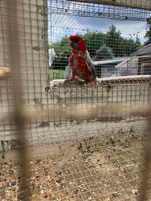 Rode goudpastel olijf Pennant, Dieren en Toebehoren, Vogels | Parkieten en Papegaaien, Parkiet, Mannelijk, Geringd