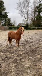 Verzorger/ Halve stal, Dieren en Toebehoren, Pony's, Merrie, Niet van toepassing