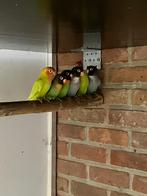 groepje nigrigenus dwergpapegaaien, Meerdere dieren, Dwergpapegaai of Agapornis, Geringd