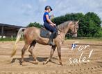 3-jarige bereden Arabische volbloed, Dieren en Toebehoren, Paarden, Minder dan 160 cm, Gechipt, Ruin, Zadelmak