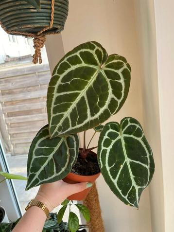 Anthurium Crystallinum Dark Form beschikbaar voor biedingen