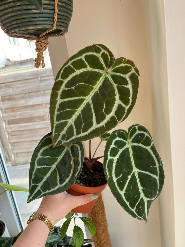 Anthurium Crystallinum Dark Form, Huis en Inrichting, Kamerplanten, Ophalen of Verzenden