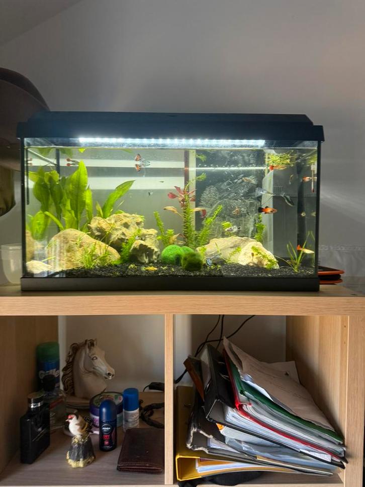 Aquarium te koop, Dieren en Toebehoren, Vissen | Aquaria en Toebehoren, Zo goed als nieuw, Ophalen