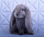 Frans hangoor konijn, Dieren en Toebehoren, Konijnen, Mannelijk, Groot, Hangoor, 0 tot 2 jaar