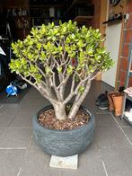 20 jaar oude Crassula Ovata (Money Tree), Tuin en Terras, Planten | Bomen, Ophalen