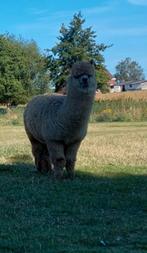 2 jarige drachtige alpaca merrie!, Dieren en Toebehoren, Overige Dieren