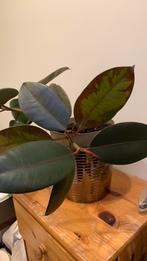 Ficus elastica, ook bekend als de Indische rubberboom, Ophalen, Ficus