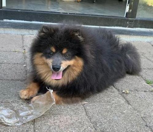 Prachtige kleine keeshond reu met stamboom, Dieren en Toebehoren, Honden | Poolhonden, Keeshonden en Oertypen, Reu, Keeshond, Fokker | Professioneel