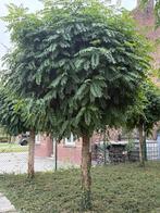 Bol Acacia - Robina pseudoacacia ´Umbraculifera’, Tuin en Terras, Ophalen, Bolboom, 100 tot 250 cm