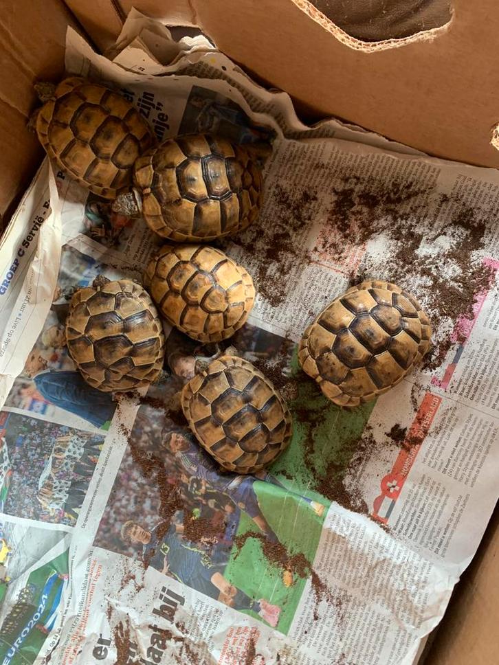 Graeca Ibera 2024, Dieren en Toebehoren, Reptielen en Amfibieën, Schildpad