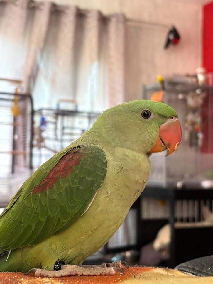 2 Grote alexander 2025 met 1 dna test, Dieren en Toebehoren, Vogels | Parkieten en Papegaaien