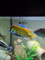 Koppel Victoria, Dieren en Toebehoren, Vissen | Aquariumvissen