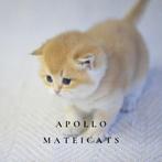 British Shorthair Golden / Brits korthaar gouden chinchilla, Dieren en Toebehoren, Meerdere dieren, Gechipt, 0 tot 2 jaar