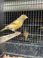 Mooie kanaries buitenvoliere, Dieren en Toebehoren, Vogels | Kanaries