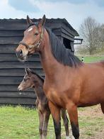 8jarige diamant de semilly x contender drachtig Cornet, Animaux & Accessoires, Chevaux, Vermifugé, Cheval de saut, 170 à 175 cm