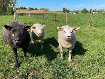 Kruising ramlammeren beschikbaar voor biedingen