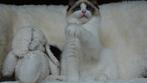 Prachtige ragdoll kitten , klaar om jouw hart te veroveren ️, Dieren en Toebehoren, Katten en Kittens | Raskatten | Langhaar, Kater