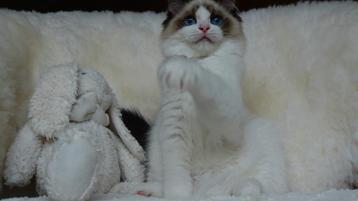 Prachtige ragdoll kitten , klaar om jouw hart te veroveren ️ beschikbaar voor biedingen
