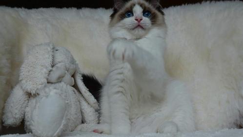 Prachtige ragdoll kitten , klaar om jouw hart te veroveren ️, Dieren en Toebehoren, Katten en Kittens | Raskatten | Langhaar, Kater