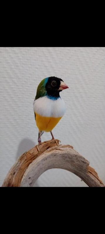 Gezocht overleden breedbekken kitta's voor taxidermie  beschikbaar voor biedingen