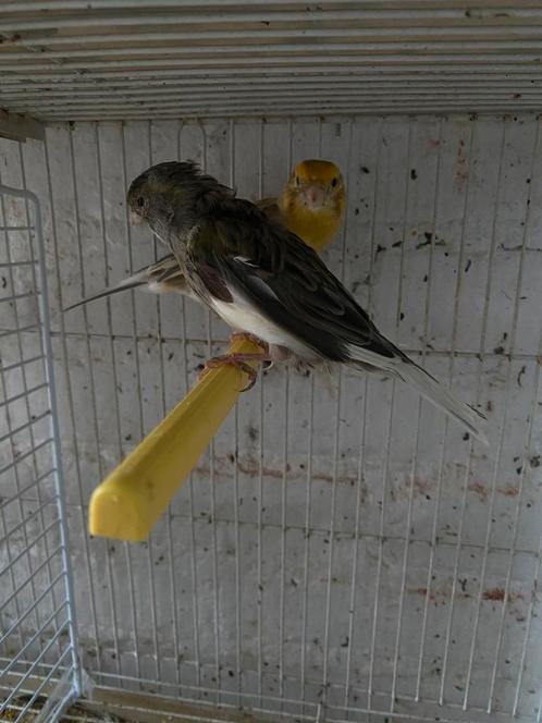 Kanarie koppel te koop MOET SNEL WEG, Dieren en Toebehoren, Vogels | Kanaries, Kleurkanarie, Meerdere dieren