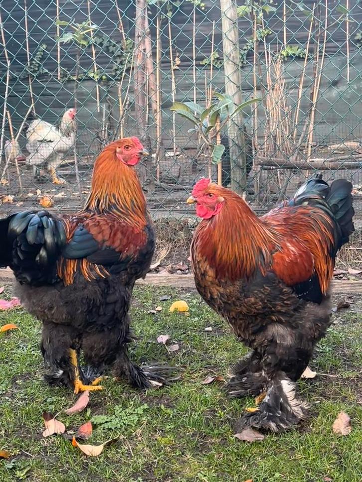 4 Brahma Haanen, Dieren en Toebehoren, Pluimvee, Kip, Mannelijk