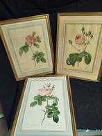 LOT DE 3 ANCIENNES  GRANDES  GRAVURES REDOUTE, Enlèvement ou Envoi