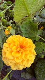 3 dahlia knollen geel, Ophalen, Najaar, Volle zon, Knol