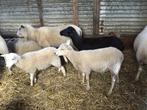 Ruischapen 3 ooien en 3lammeren, Dieren en Toebehoren, Schaap