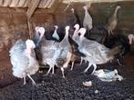 Zeer mooie jonge kalkoenen, Animaux & Accessoires, Volatiles, Sexe inconnu, Dinde