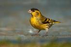 ELSENSIJS, Dieren en Toebehoren, Meerdere dieren, Wildzangvogel, Geringd