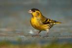 GLACE À L'AULNE, Domestique, Oiseau chanteur sauvage, Plusieurs animaux