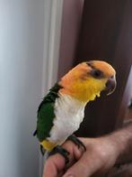 Roestkop caique, Dieren en Toebehoren, Vogels | Parkieten en Papegaaien, Tam