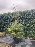 Nordman kerstboom, Enlèvement, Utilisé