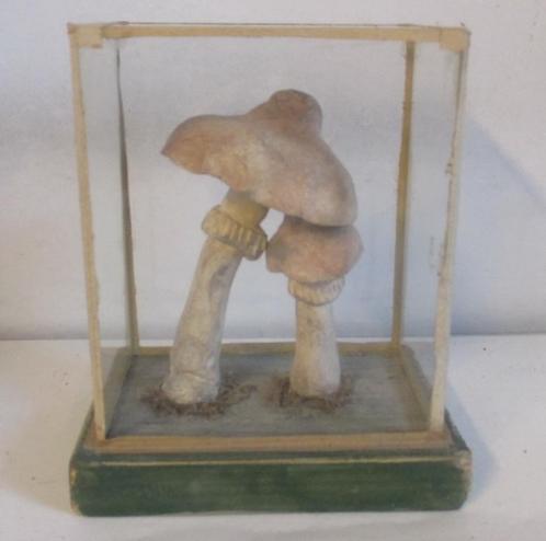 ancien modèle botanique de champignon en verre/boîte plexi h, Antiquités & Art, Curiosités & Brocante, Envoi