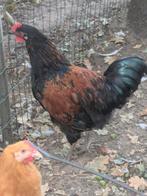 Grote hanen, Dieren en Toebehoren, Pluimvee