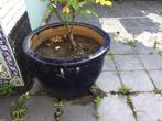 Blauw geglazuurd terracotta bloempot 70 x 52 cm, Tuin en Terras, Bloempotten, 40 cm of meer, Tuin, Ophalen of Verzenden, Terracotta