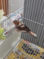 Mal canary te koop, Dieren en Toebehoren, Vogels | Kanaries